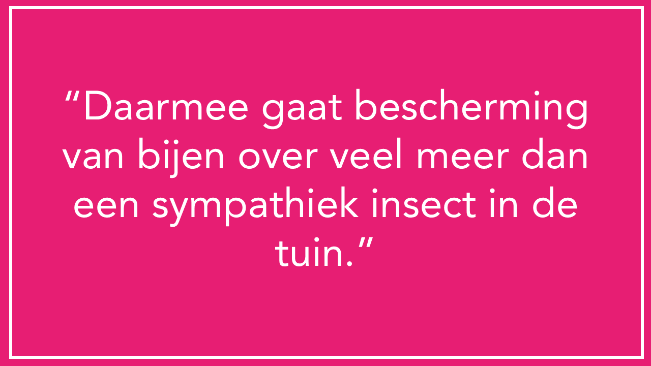 blog 20260929   onze goede doelen de bijenstichting 1