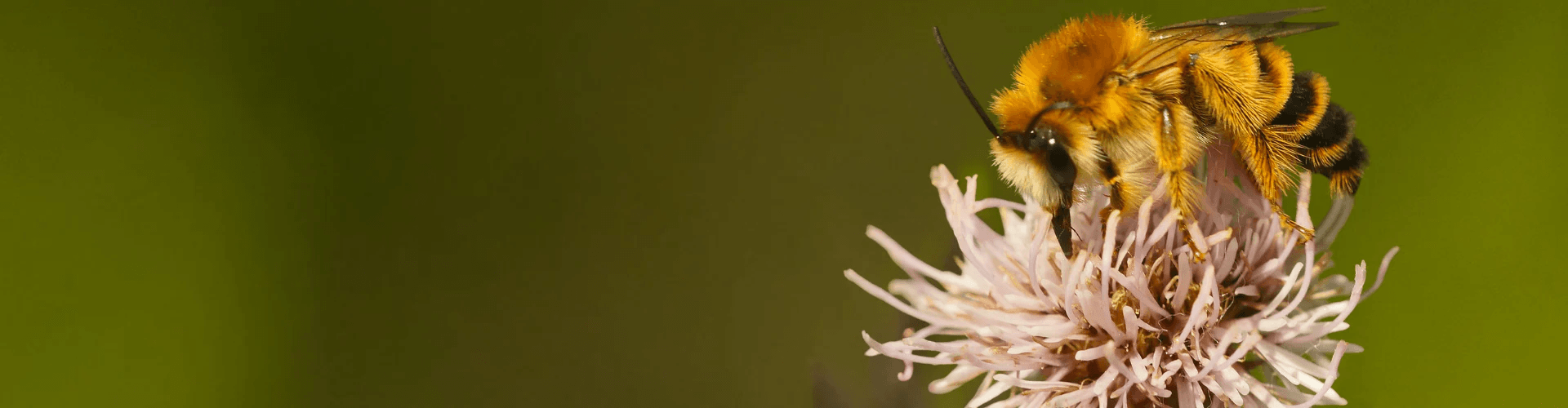bijenstichting-banner.png